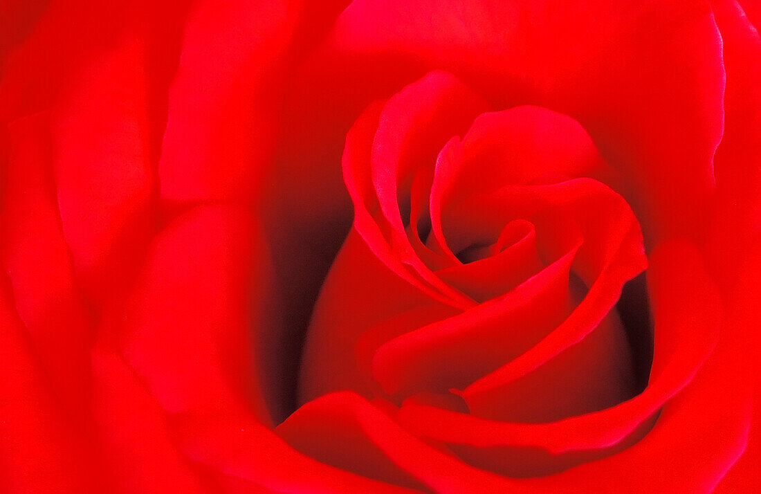 Kanada, Manitoba, Winnipeg. Detail einer roten Rose.