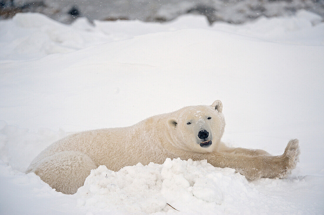 Canada, Manitoba, Churchill. Polar bear resting in snow.