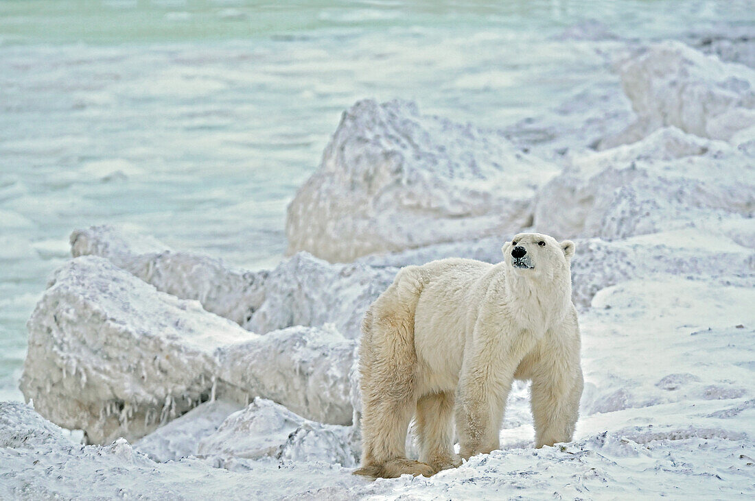 Canada, Manitoba, Churchill. Polar bear on rocky frozen tundra.