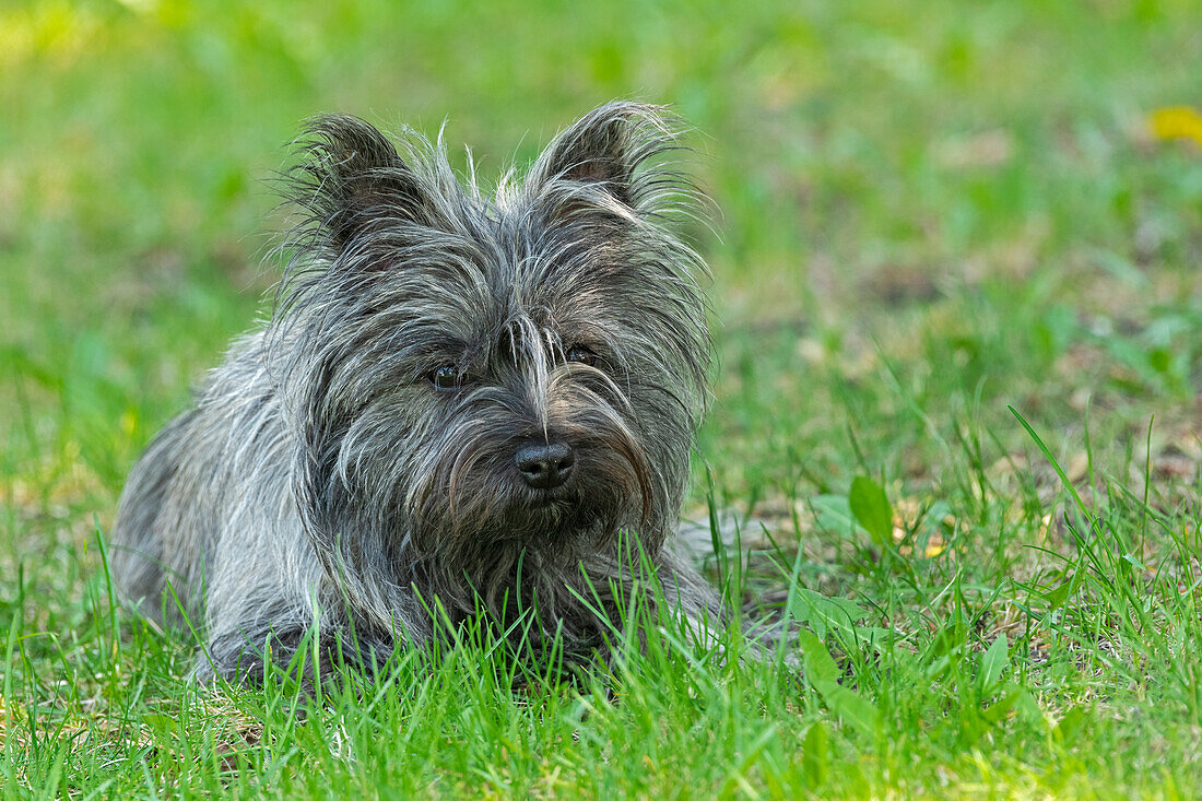 Kanada, Manitoba, Winnipeg. Cairn-Terrier-Hündin in Großaufnahme.