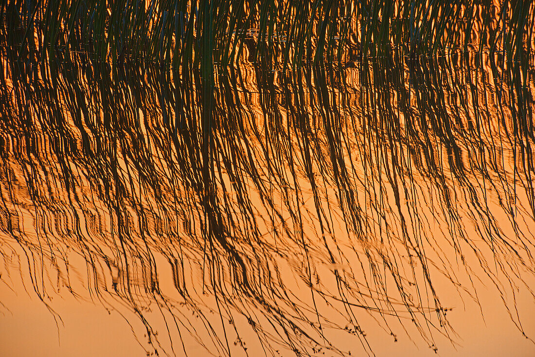 Canada, Manitoba, Riding Mountain National Park. Close-up of reeds reflecting in Lake Audy at sunset.