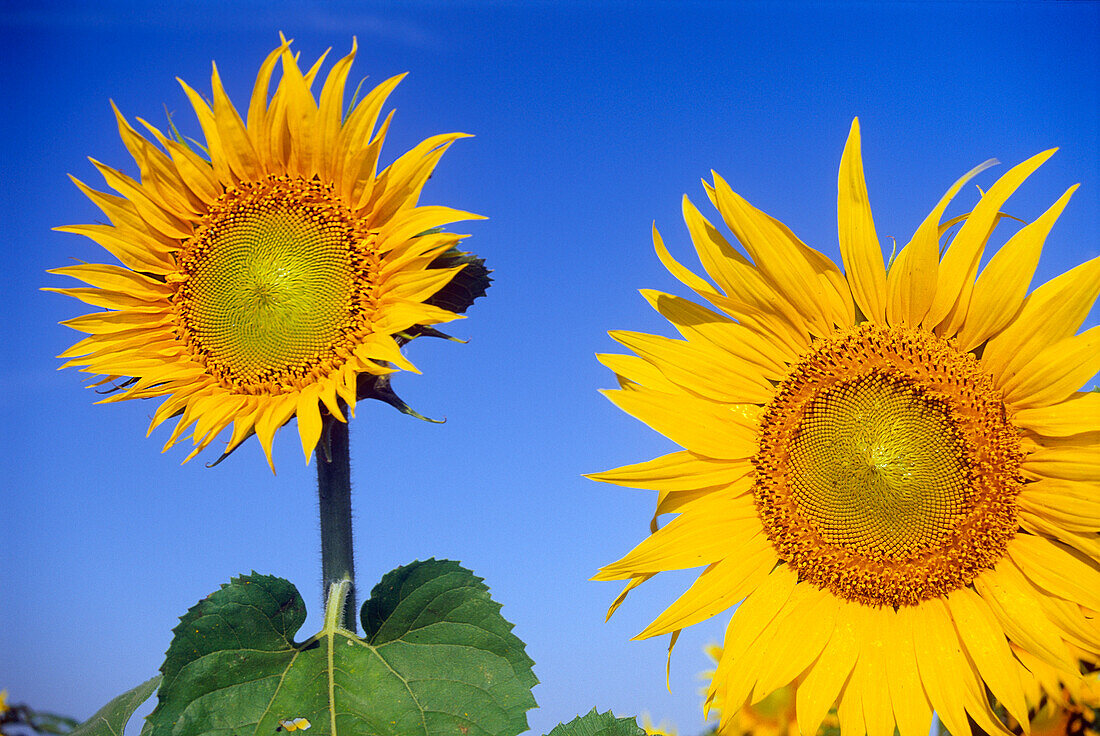 Canada, Manitoba, Altona. Close-up of sunflowers.