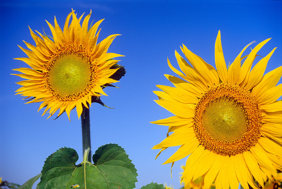 Kanada, Manitoba, Altona. Nahaufnahme von Sonnenblumen.
