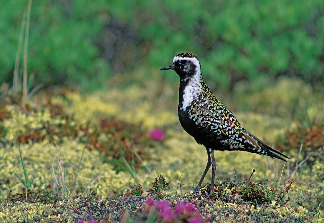 Canada, Manitoba, Churchill. American golden plover.