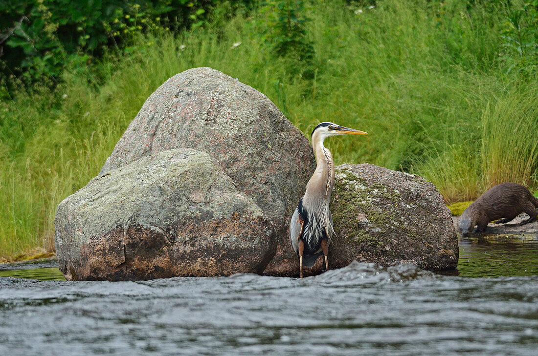 Canada, Manitoba, Whiteshell Provincial Park. Great blue heron and river otter at Rainbow Falls.