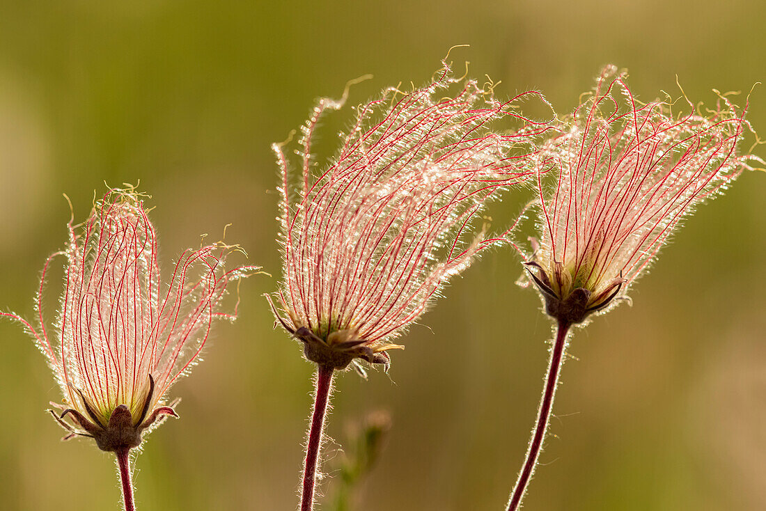 Canada, Manitoba, Birds Hill Provincial Park. Flowers on a three-flowered avens.