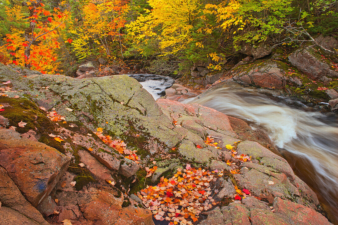 Canada, Nova Scotia. Mary-Anne Falls and forest in autumn foliage