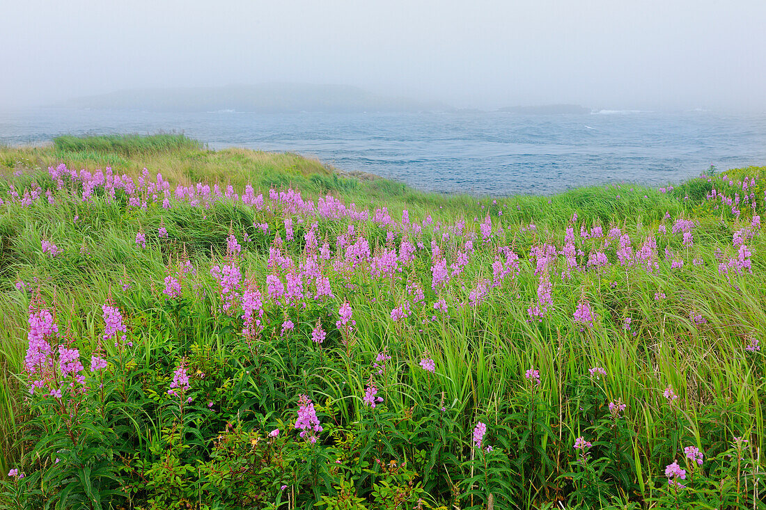 Canada, Nova Scotia, Bay of Fundy. Fireweed and fog on bay.