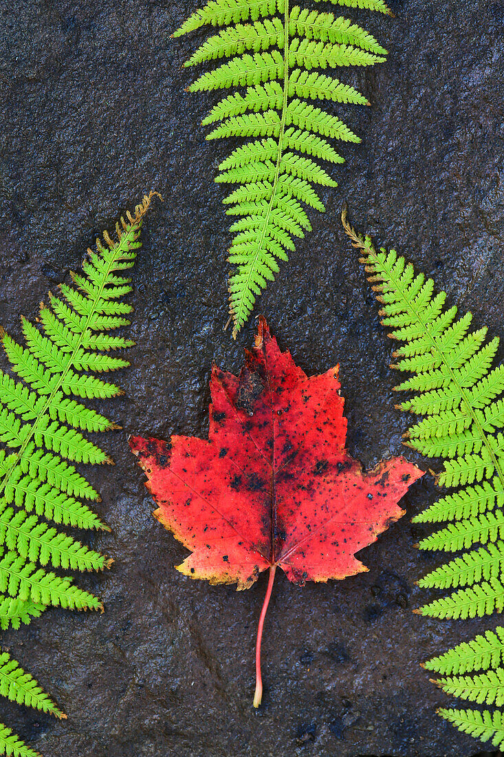 Canada, Nova Scotia, Cape Breton, three green ferns and dead maple leaf.