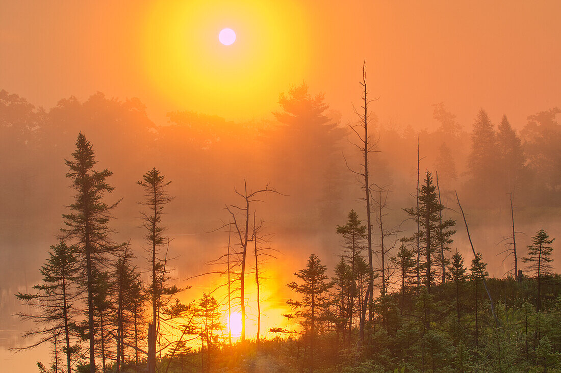 Canada, Ontario, Torrance Barrens Dark-Sky Preserve. Foggy sunrise on forest