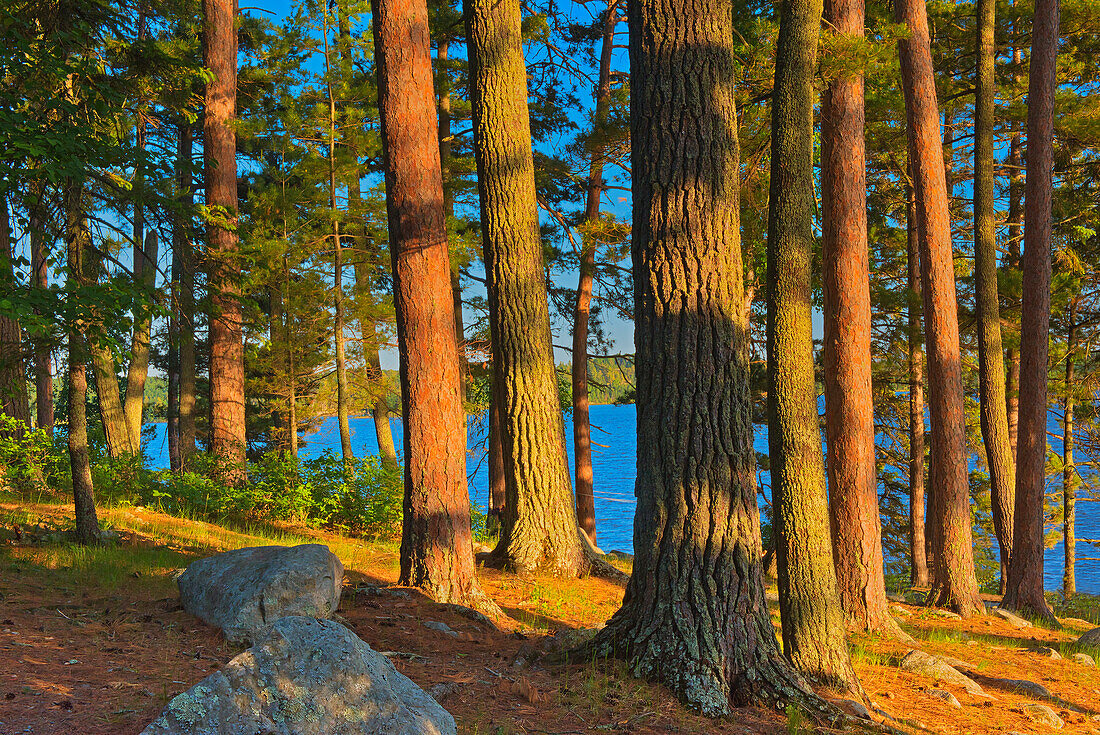 Canada, Ontario. Mature white pines and red pines at sunset