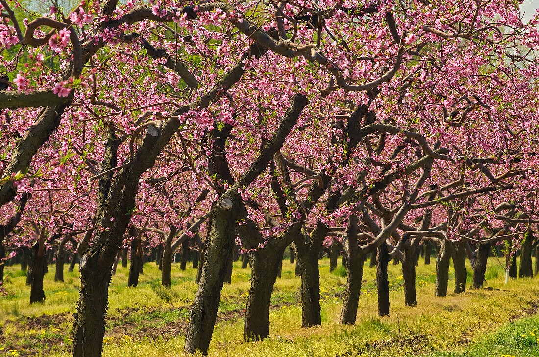 Kanada, Ontario, Grimsby. Blühender Pfirsichgarten im Frühling