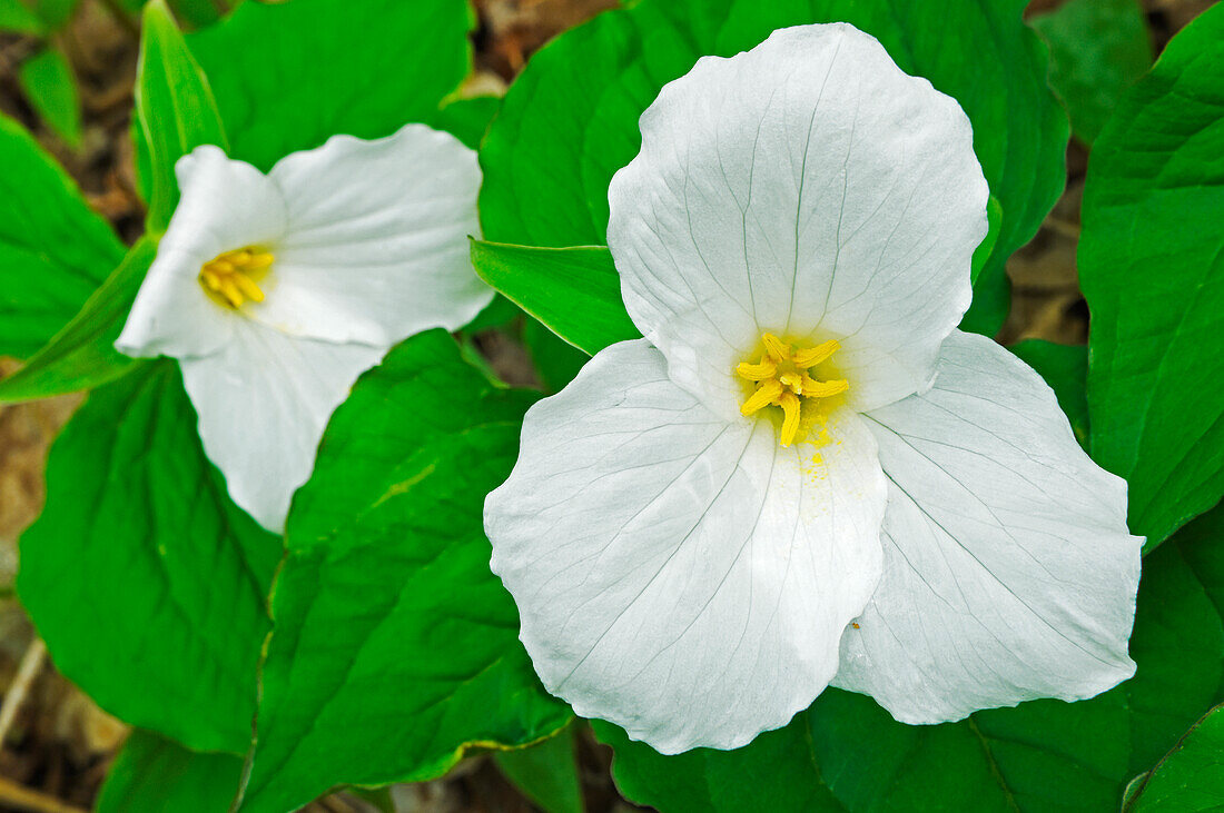 Canada, Ontario, Horseshoe Lake. Large-flowered trillium.