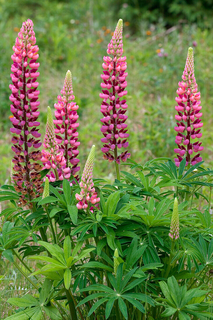 Kanada, Ontario, Bezirk Killarney. Lupinenblüten in Nahaufnahme.