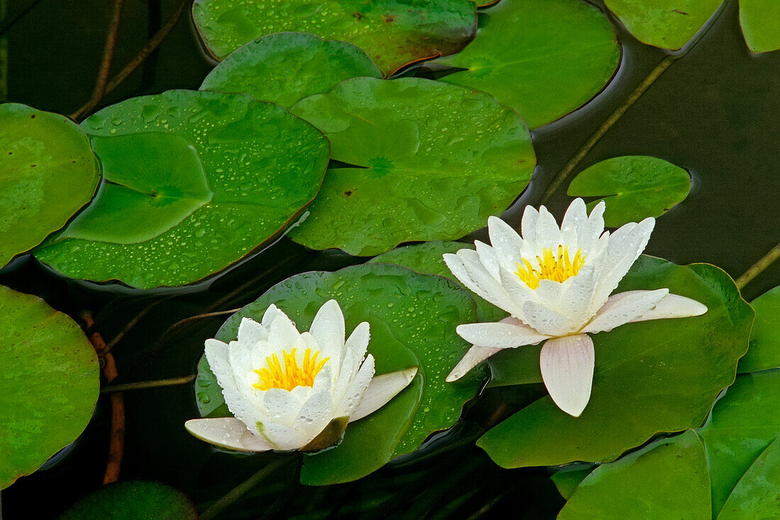 Kanada, Ontario, Weißfisch. Blüte und Ballen der Amerikanischen Seerose.