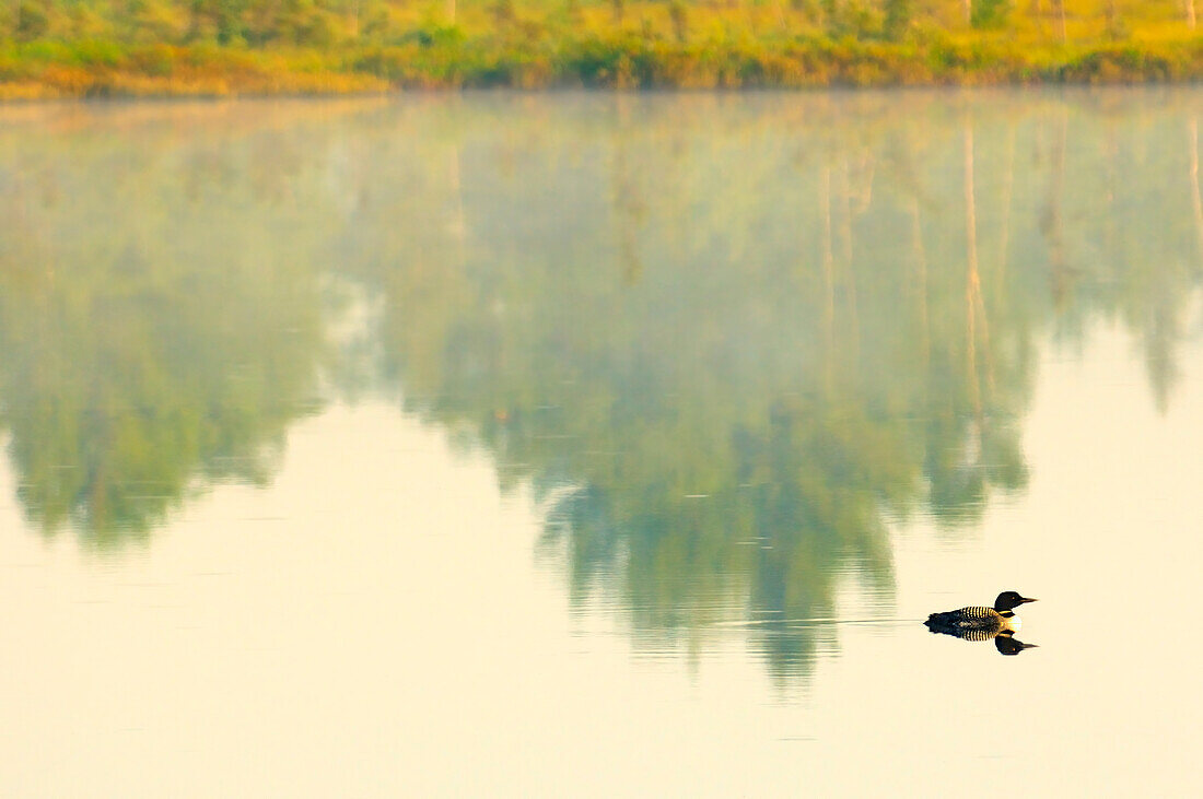 Canada, Ontario, Torrance Barrens. Common loon on Highland Pond.