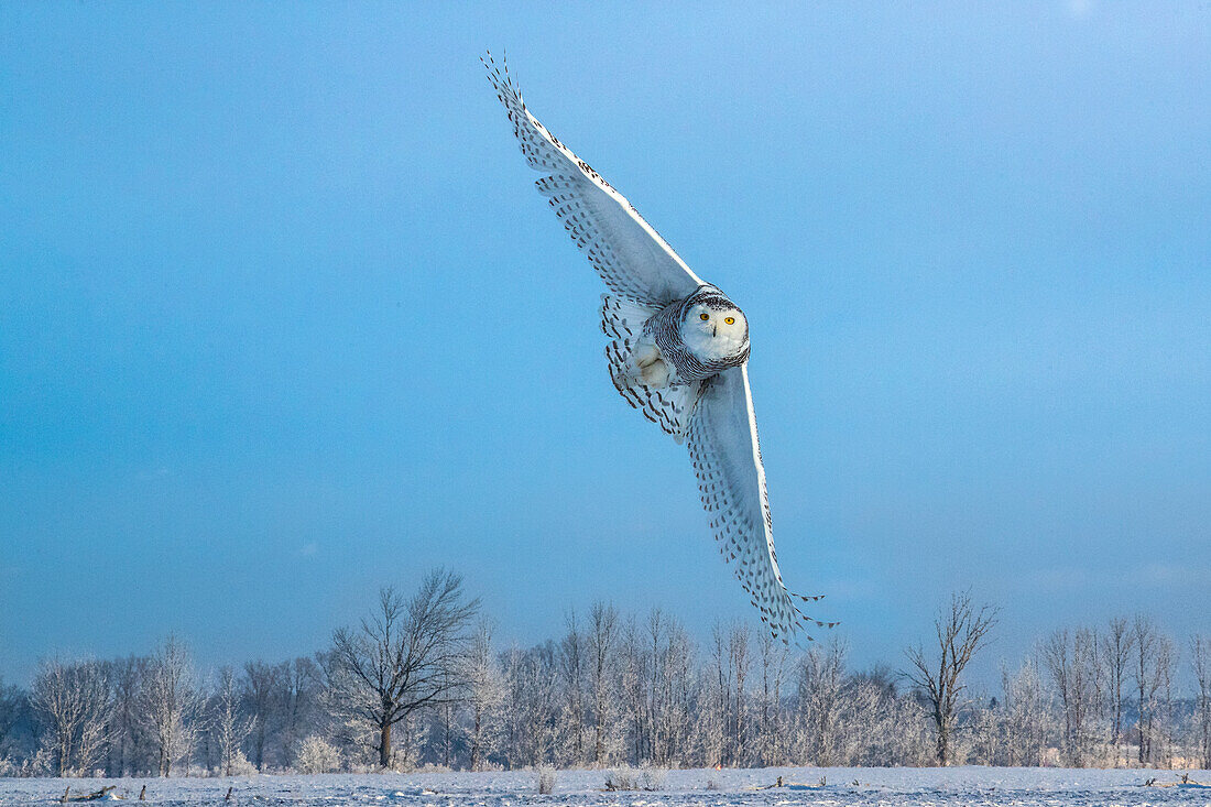 Canada, Ontario, Barrie. Female snowy owl in flight. Digital Composite.