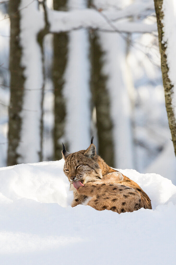 Eurasischer Luchs (Lynx lynx ) im Winter im Nationalpark Bayerischer Wald. Bayern, Deutschland.