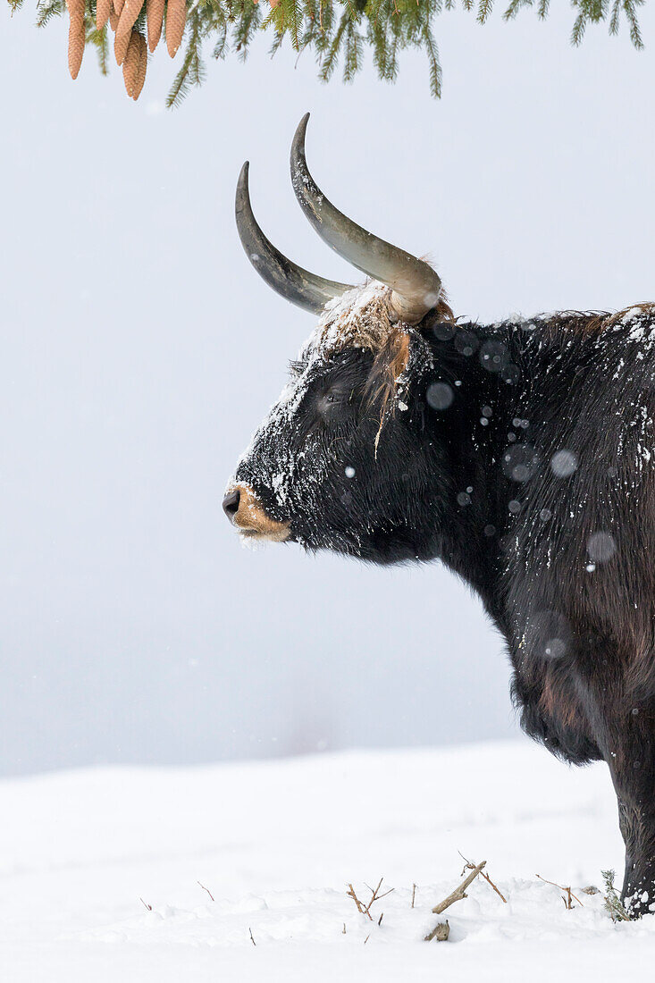 Heck Cattle (Bos primigenius taurus), an attempt to breed back the extinct Aurochs from domestic cattle. Snowstorm in the National Park, Bavarian Forest (Bayerischen Wald). Bavaria, Germany.