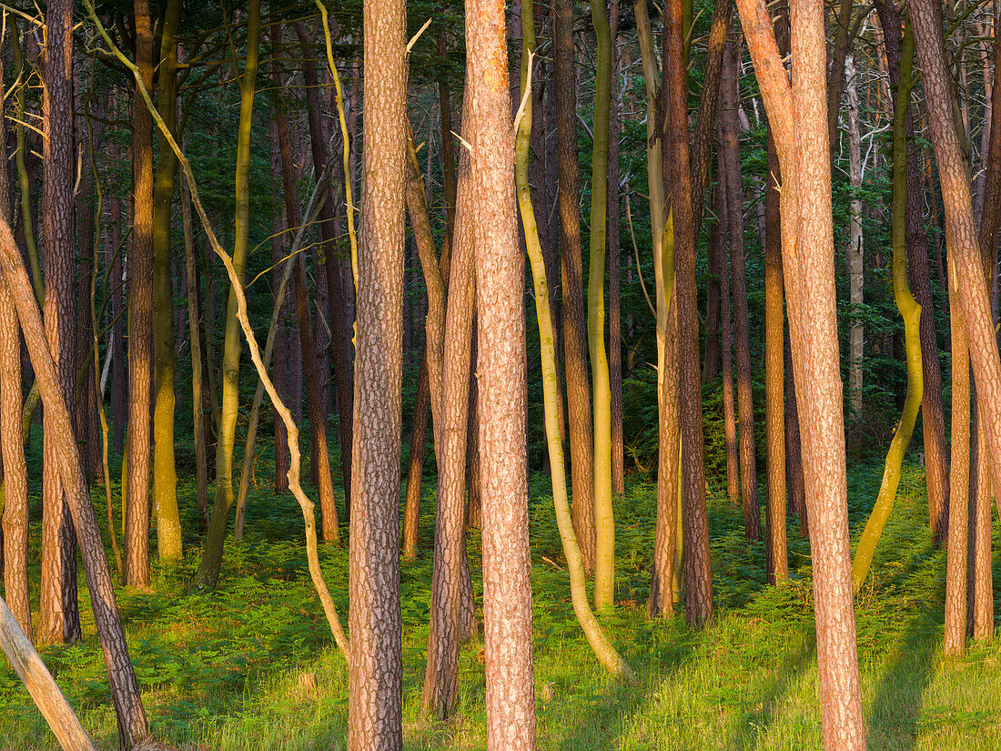 Küstenwald am Weststrand auf der Halbinsel Darss. Vorpommersches Haffgebiet