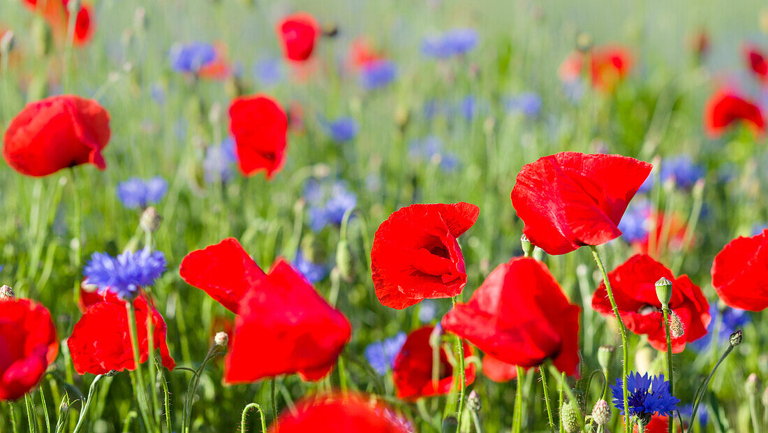 Feld mit Mohn und Kornblumen in der Usedomer Schweiz auf der Insel Usedom. Deutschland, Mecklenburg-Vorpommern