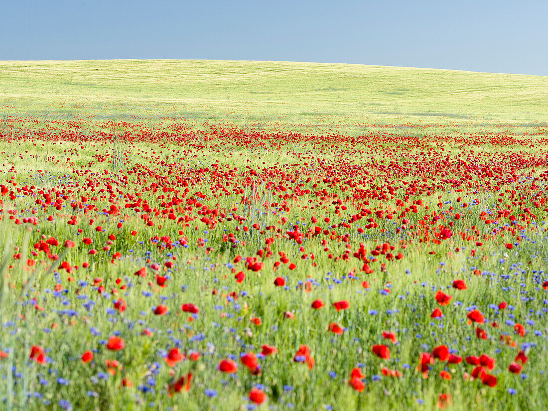 Field With Poppy And Cornflowers In The Usedomer Schweiz On The Island Of Usedom. Germany, Mecklenburg-Western Pomerania