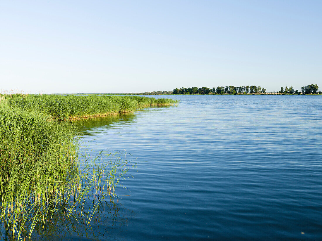 Ufer des Peenestroms in der Usedomer Schweiz auf der Insel Usedom. Deutschland, Mecklenburg-Vorpommern