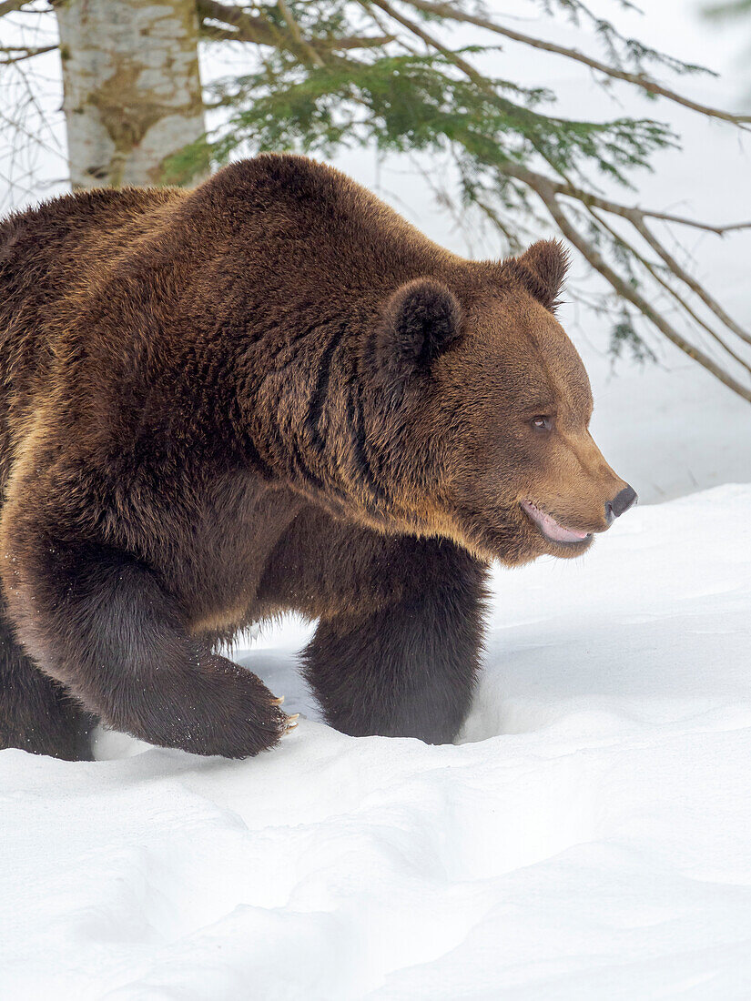 Eurasian brown bear (Ursus arctos arctos) in deep snow, During winter in National Park Bavarian Forest (Bayerischer Wald). Germany, Bavaria