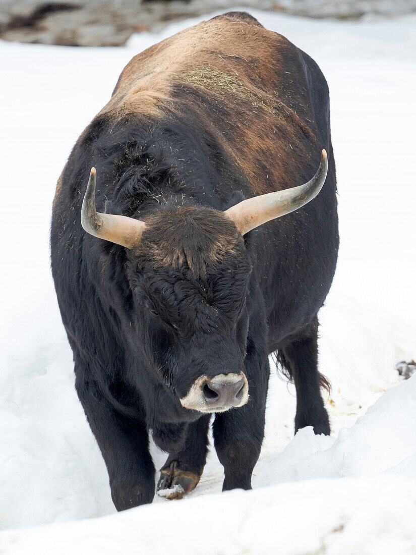 Heck Cattle (Bos primigenius taurus), an attempt to breed back the extinct Aurochs from domestic cattle. Winter in the National Park Bavarian forest (Bayerischer Wald). Germany, Bavaria