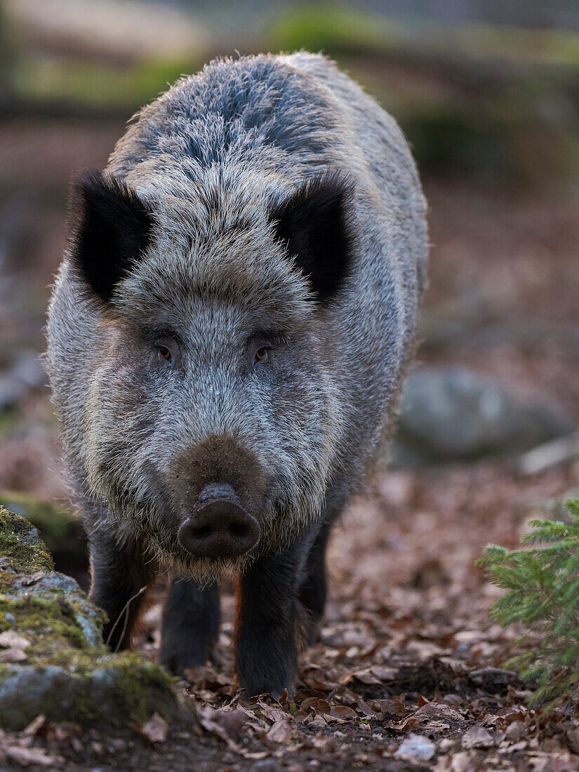 Wildschwein (Eurasisches Wildschwein, Sus scrofa) im Winter im Hochwald. Nationalpark Bayerischer Wald. Deutschland, Bayern