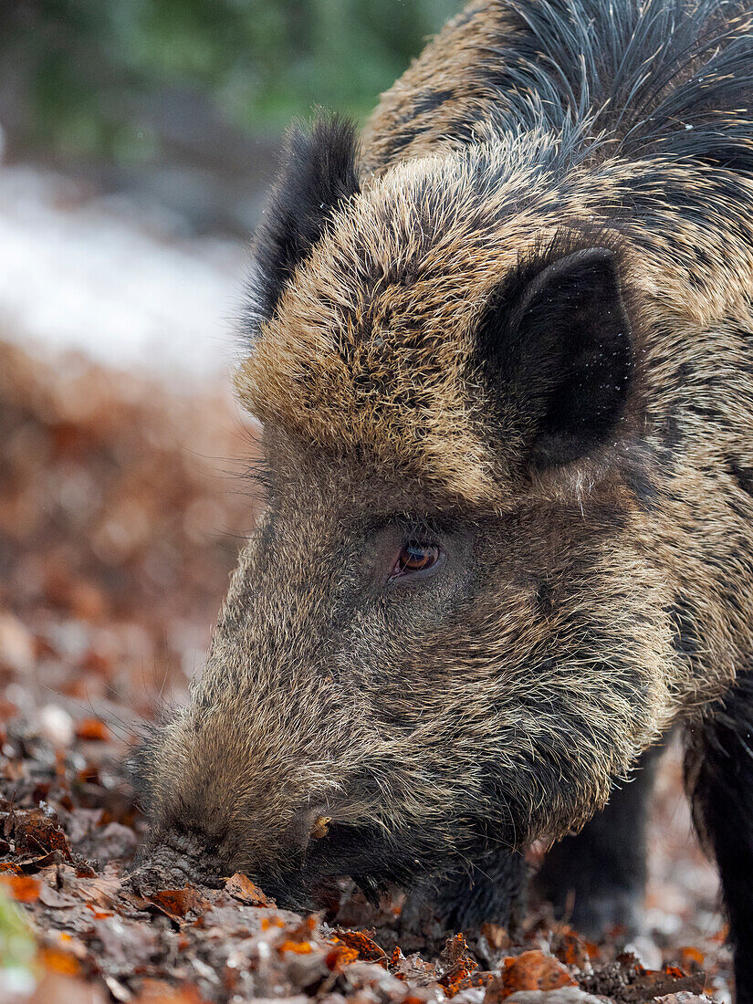 Wild boar (Eurasian wild pig, Sus scrofa) during winter in high forest. Bavarian Forest National Park. Germany, Bavaria