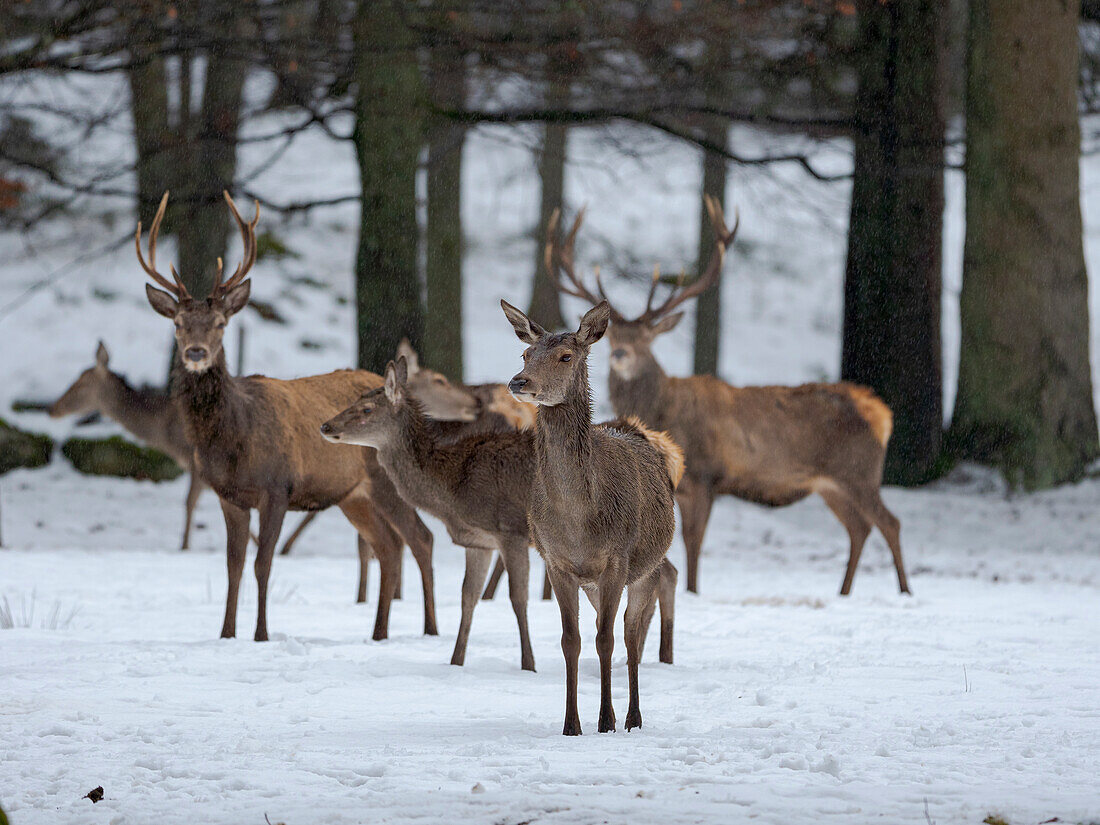 Red deer (Cervus elaphus) during winter. Bavarian Forest National Park. Germany, Bavaria