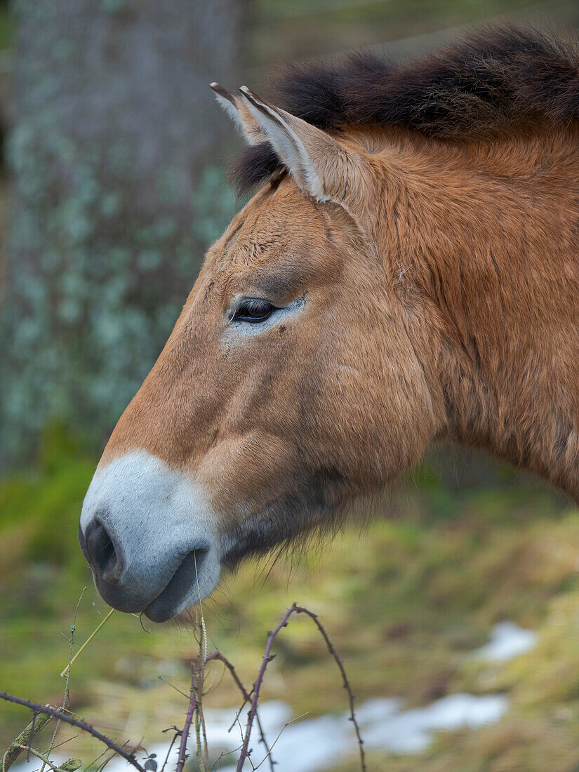 Przewalski-Pferd oder Dsungarisches Pferd (Equus ferus przewalskii) während des Winters im Wald des Gehegegebiets des Nationalparks Bayerischer Wald.