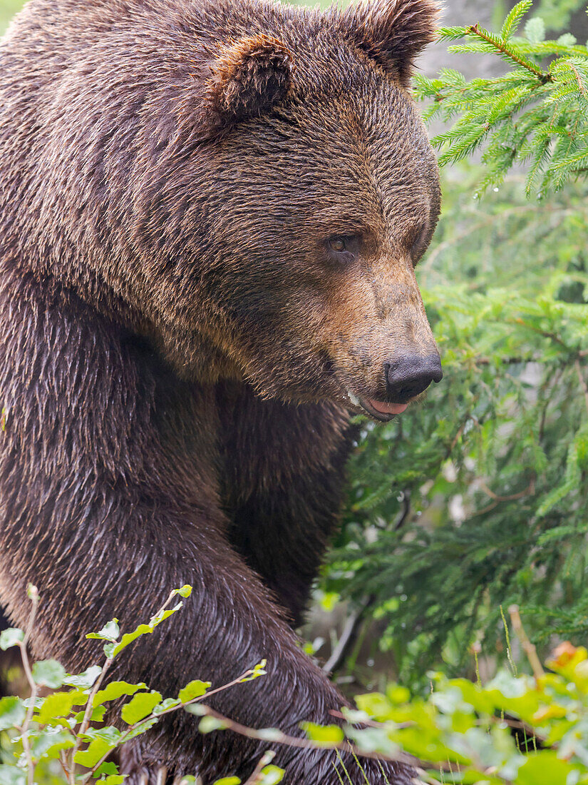 Eurasian brown bear (Ursus arctos arctos) National Park Bavarian Forest, enclosure, Germany