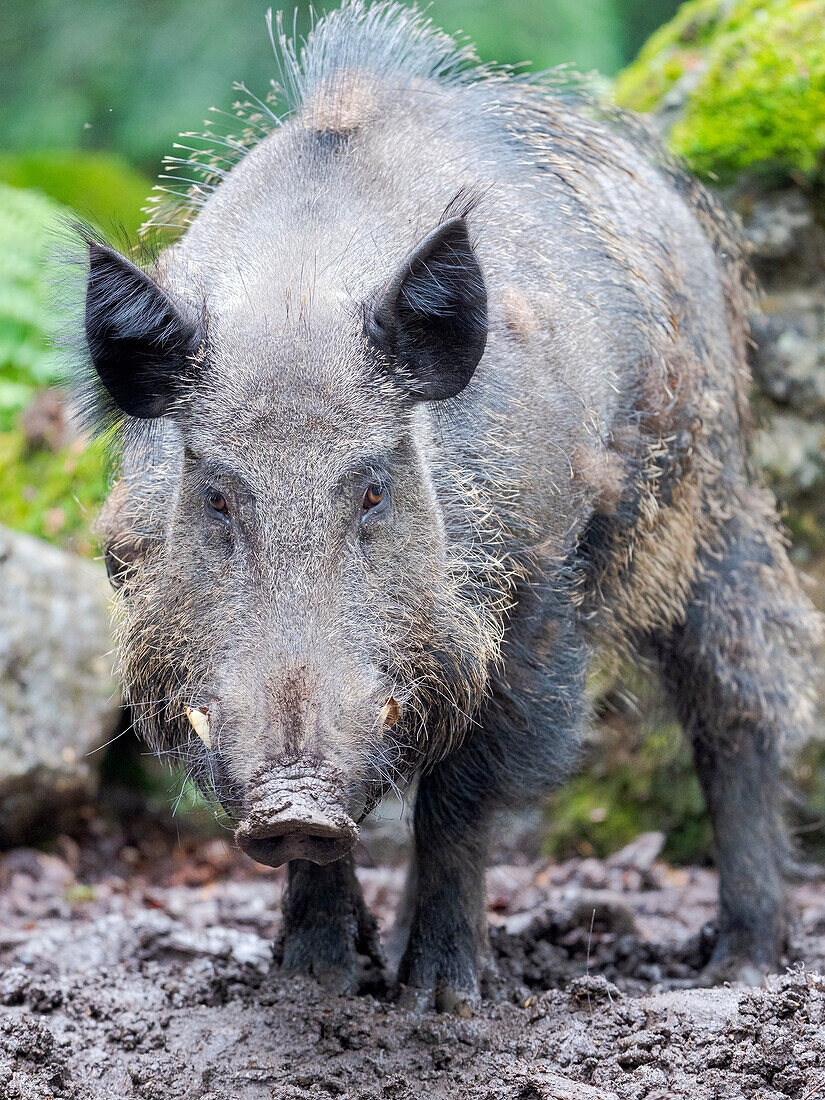 Male, tusker. Wild Boar (Sus scrofa) in Forest. National Park Bavarian Forest, enclosure. Europe, Germany, Bavaria