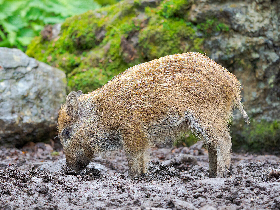 Junges Wildschwein, Ferkel. Wildschwein (Sus scrofa) im Wald. Nationalpark Bayerischer Wald, Gehege. Europa, Deutschland, Bayern