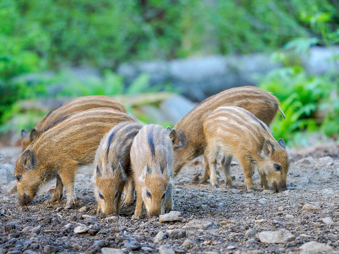 Junges Wildschwein, Ferkel. Wildschwein (Sus scrofa) im Wald. Nationalpark Bayerischer Wald, Gehege. Europa, Deutschland, Bayern
