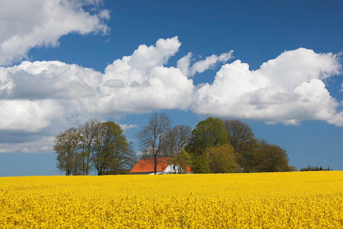 Dänemark, Jütland, Odum, Rapsfeld, Frühling