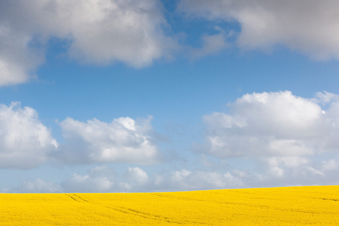 Denmark, Jutland, Tjele, rapeseed field, springtime