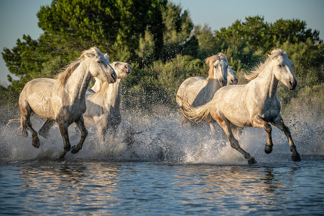 Europe, France, Provence. Camargue horses running in water.