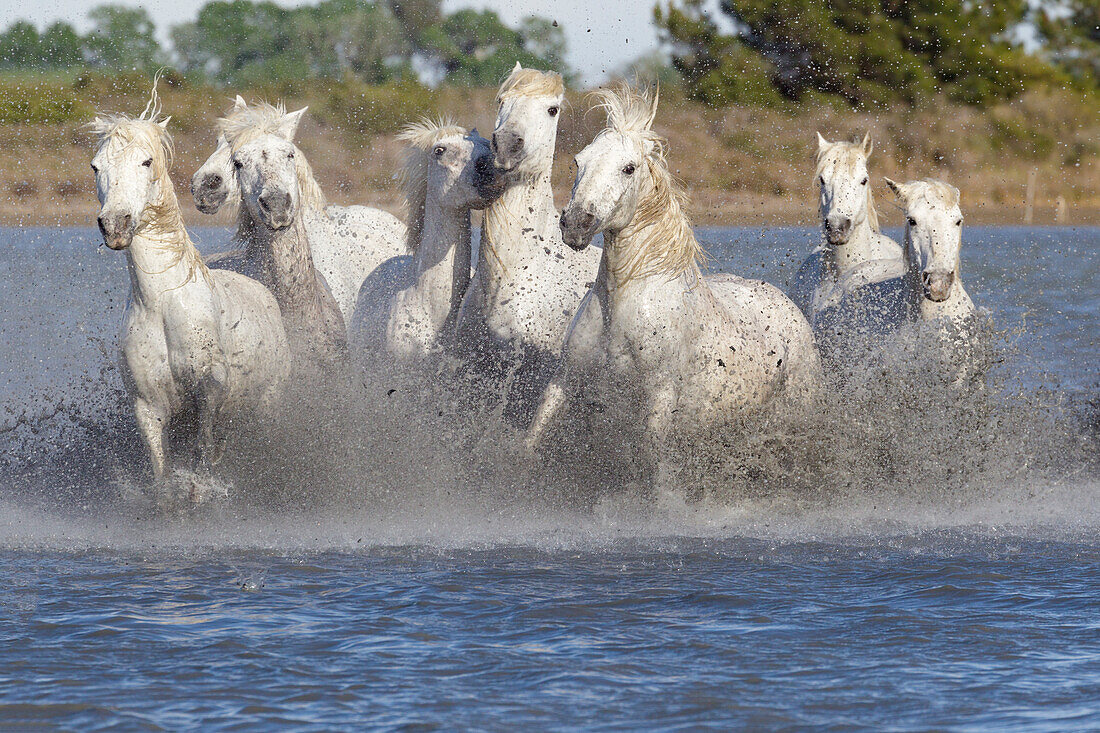 Frankreich, Die Camargue, Saintes-Maries-de-la-Mer, Camargue-Pferde, Equus ferus caballus camarguensis. Eine Gruppe von Camargue-Pferden läuft durch sumpfiges Wasser.