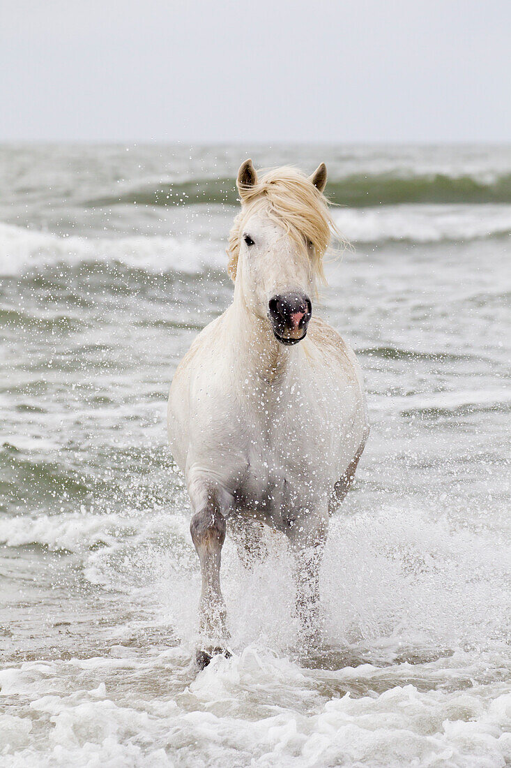 Frankreich, Die Camargue, Saintes-Maries-de-la-Mer. Camargue-Pferd in der Brandung des Mittelmeers.