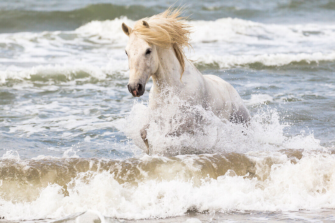 Frankreich, Die Camargue, Saintes-Maries-de-la-Mer. Camargue-Pferd in der Brandung des Mittelmeers.