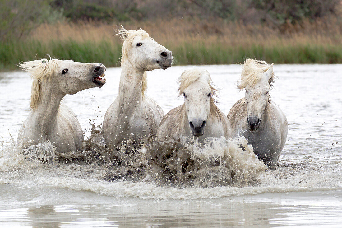 Frankreich, Die Camargue, Saintes-Maries-de-la-Mer, Camargue-Pferde, Equus ferus caballus camarguensis. Camargue-Pferde laufen durch tiefes Wasser.