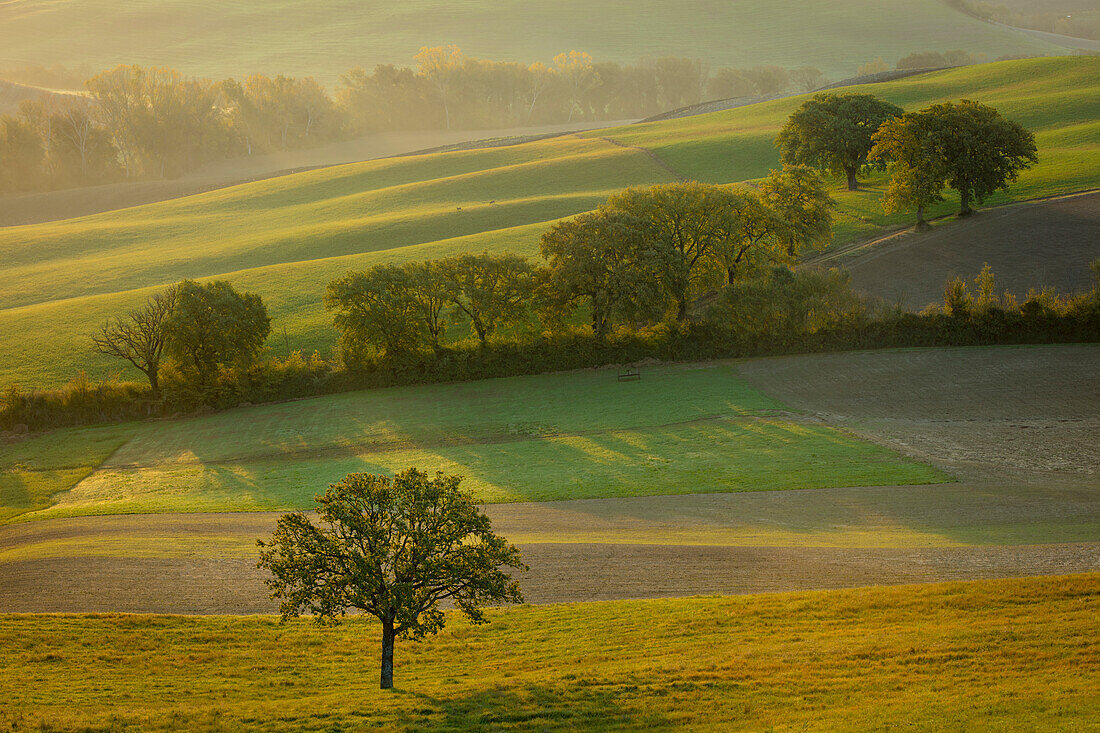 Hazy sunrise over the countryside of Val d'Orcia near San Quirico d'Orcia, Tuscany, Italy