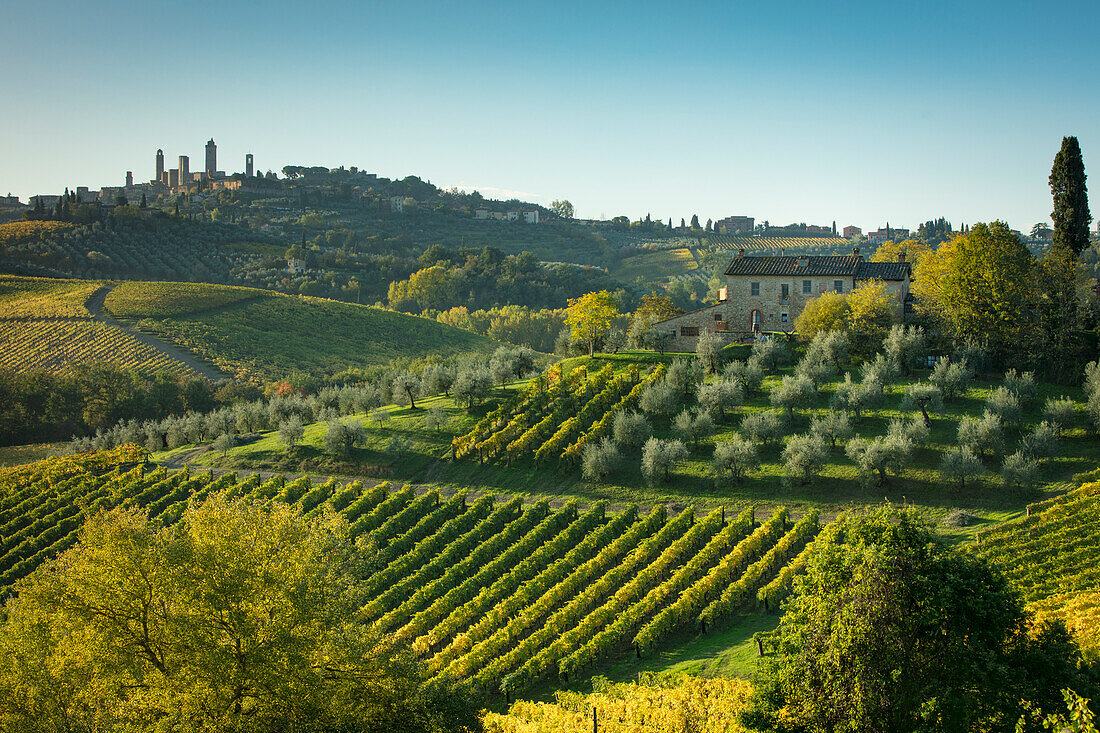 Weinberge und Olivenhaine unterhalb von San Gimignano, Toskana, Italien