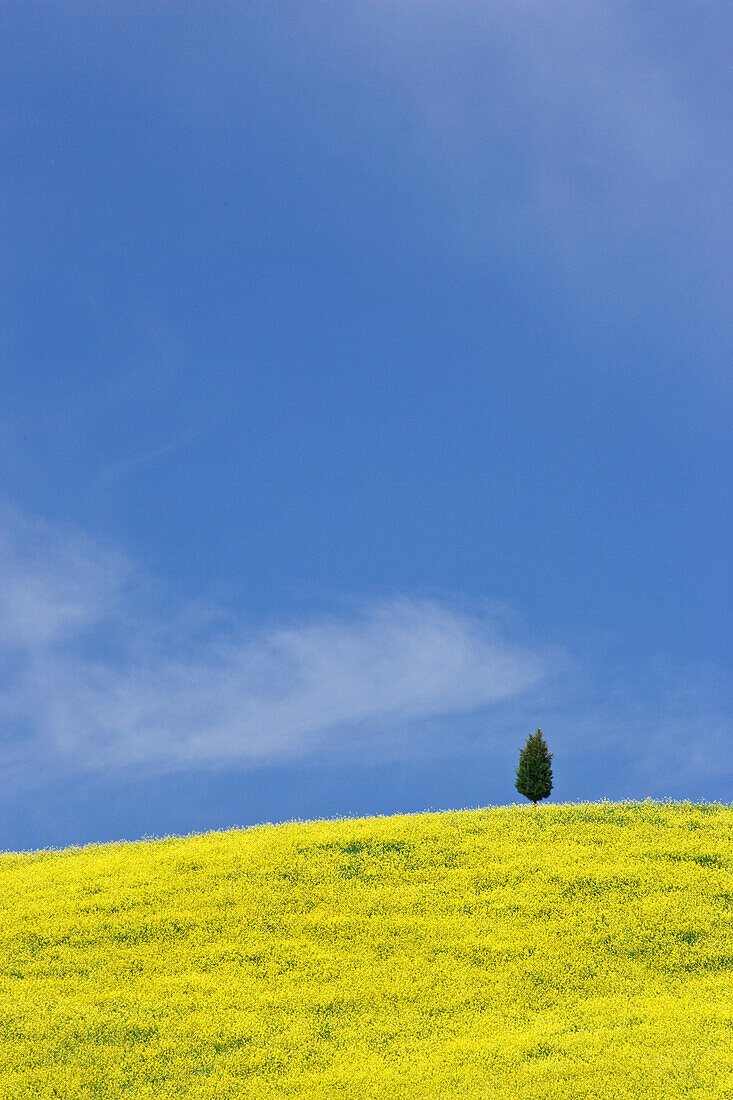 Italien, Toskana. Einsame Zypresse auf einem blumenbedeckten Hügel