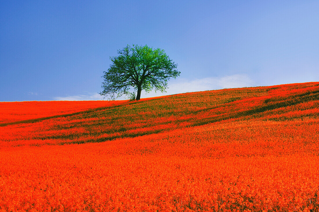 Italien, Toskana. Abstraktes Bild einer Eiche auf einem mit roten Blumen bedeckten Hügel