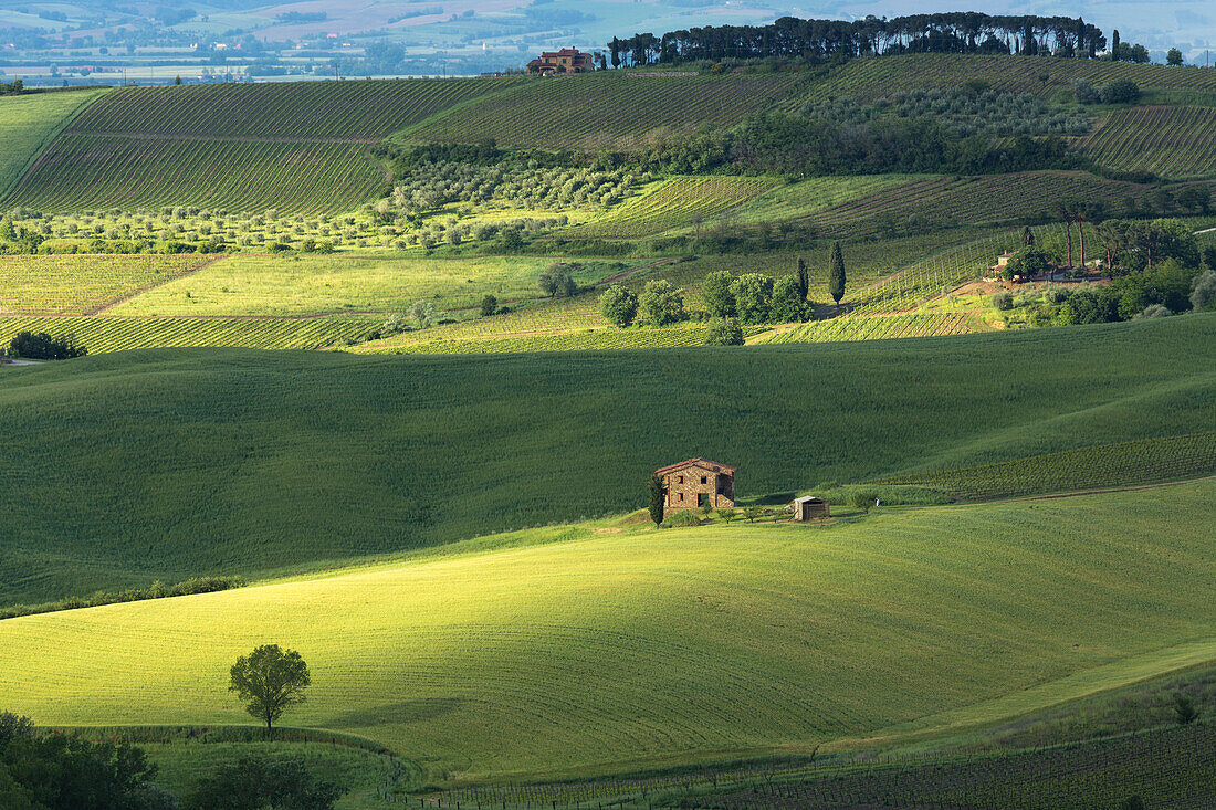 Italien, Toskana. Gedämpftes Licht breitet sich über die sanften grünen Hügel des Ackerlandes in der zentralen Toskana in der Nähe von Montepulciano aus.