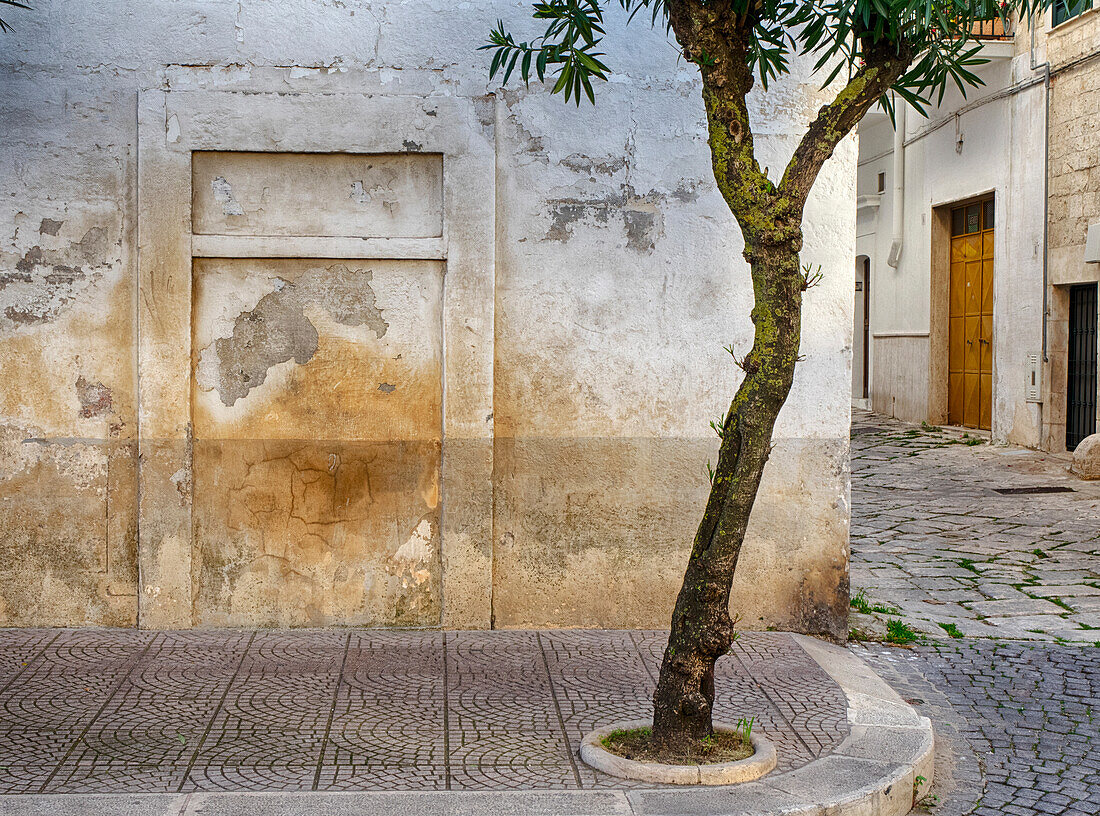 Italy, Puglia, Brindisi, Itria Valley, Ostuni. Tree growing on a sidewalk corner.